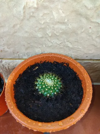 Cactus esfericos en maceta.