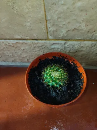 Cactus esfericos en maceta.