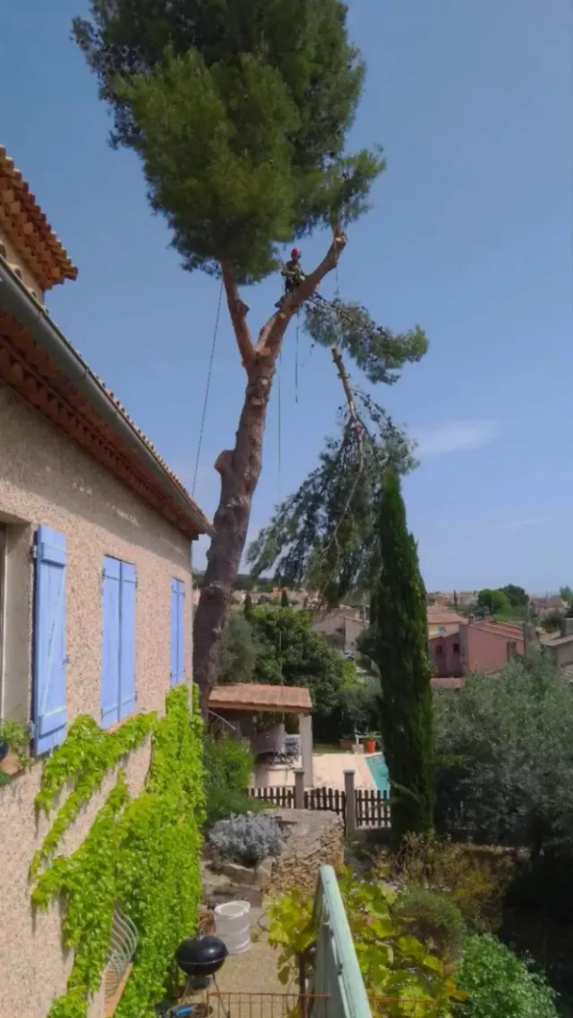 Poda y tala de pinos - Podador especializado