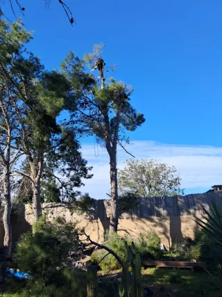 Poda y tala de pinos - Podador especializado