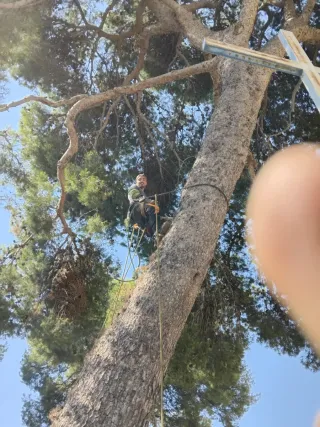 Poda y tala de pinos - Podador especializado