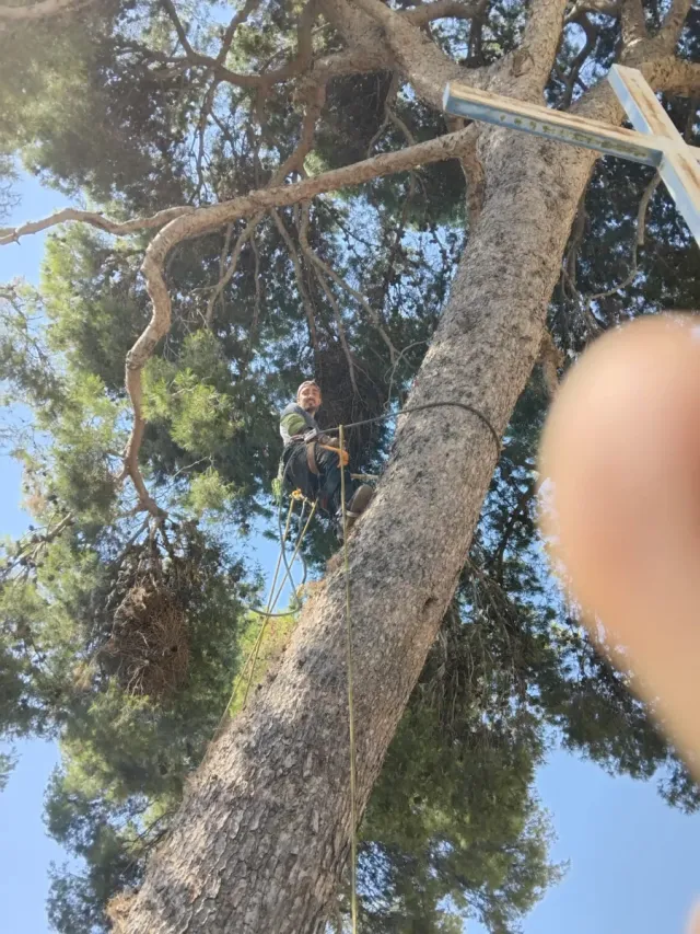 Poda y tala de pinos - Podador especializado