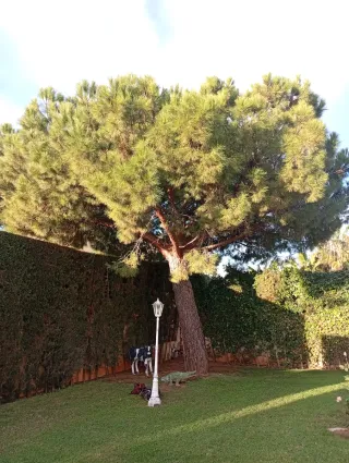 Poda y tala de pinos - Podador especializado