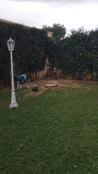 Poda y tala de pinos - Podador especializado