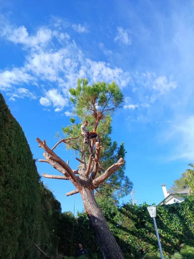 Poda y tala de pinos - Podador especializado