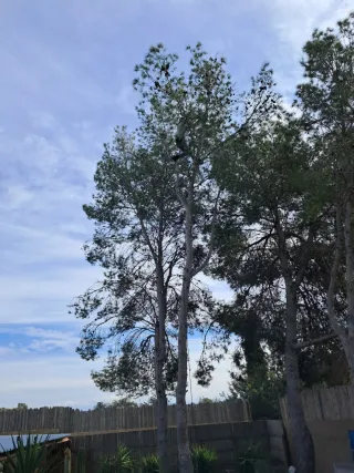 Poda y tala de pinos - Podador especializado