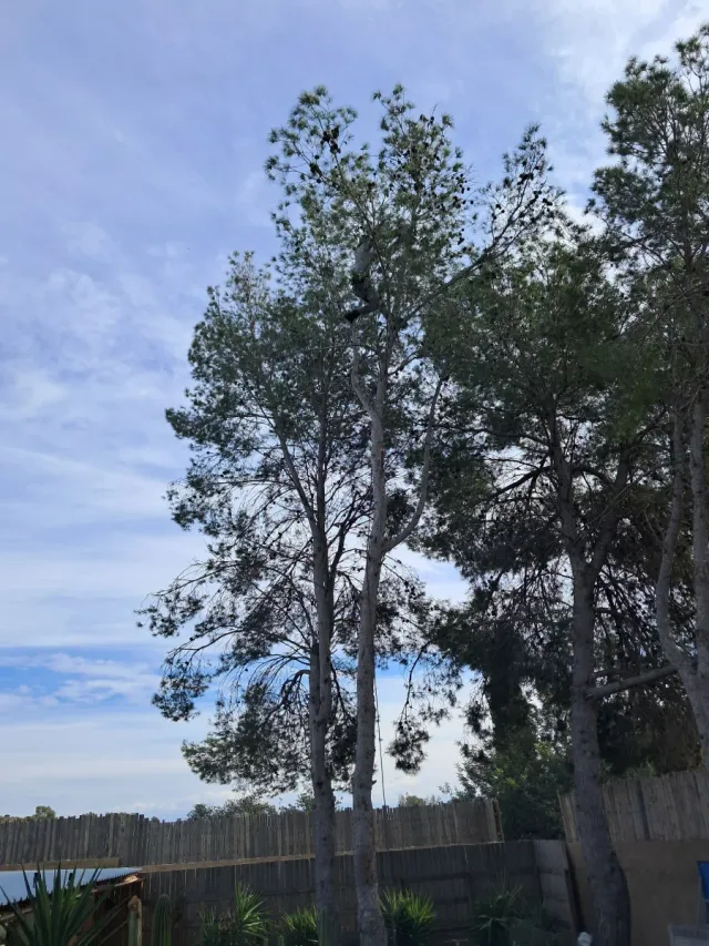 Poda y tala de pinos - Podador especializado