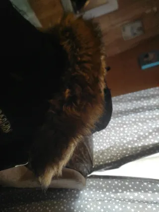 Chaqueta Napapijri Negra