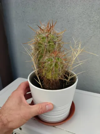 Cactus en maceta blanca