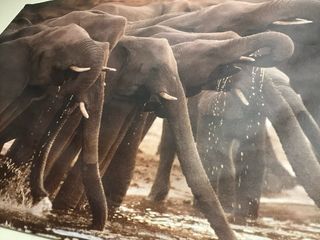 Póster Decoración Animales Elefantes