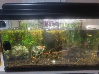 Lote de peceras con accesorios