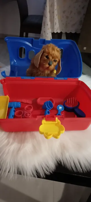 Maletín de juguete con perrito