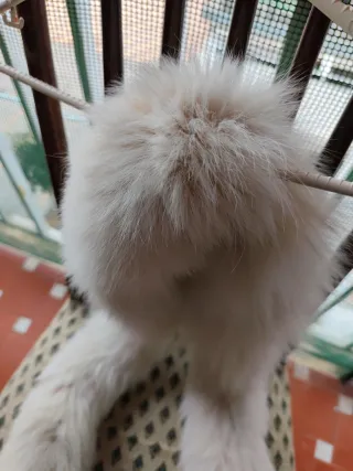 CUELLO DE PIEL NATURAL AUTÉNTICO - ZORRO BLANCO