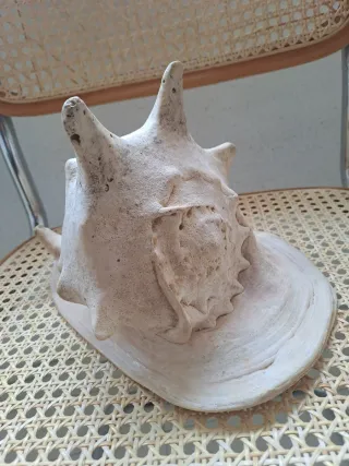 Concha de Caracola de Casco con Cuernos