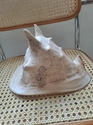 Concha de Caracola de Casco con Cuernos
