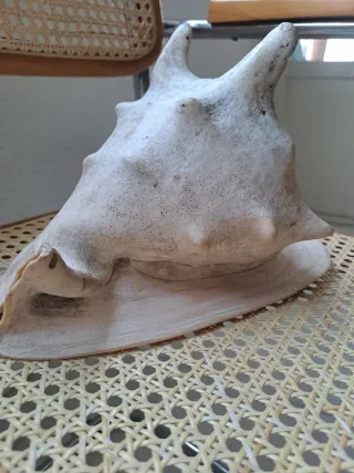 Concha de Caracola de Casco con Cuernos