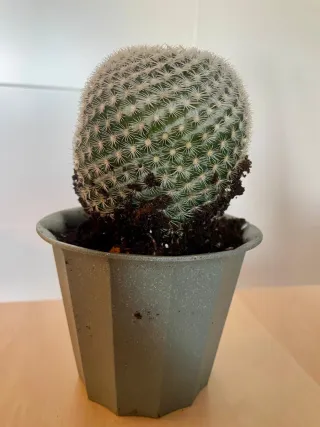 Cactus Mammillaria hahniana.