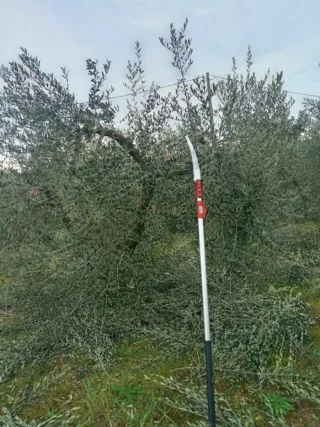 Podadores prefesionales por olivas