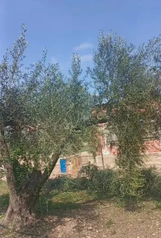 Podadores prefesionales por olivas