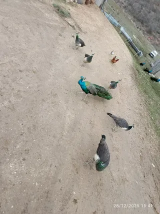 Comederos para pavos reales