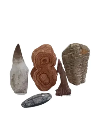 Lote de Fósiles