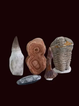Lote de Fósiles