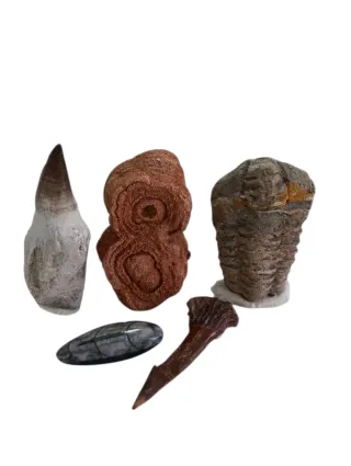 Lote de Fósiles