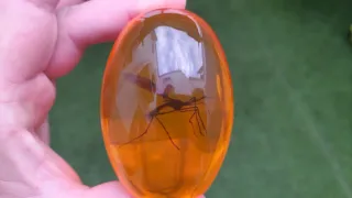 Huevo Jurásico mosquito en ámbar