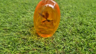 Huevo Jurásico mosquito en ámbar