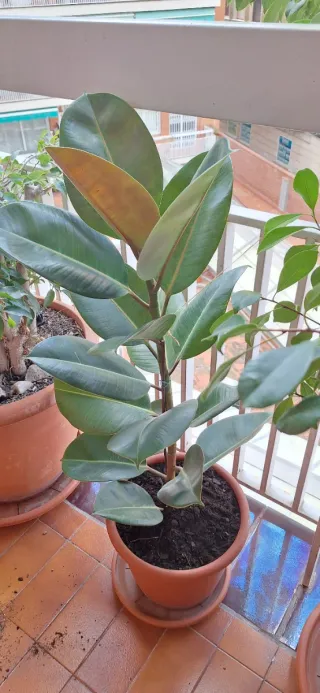 Ficus Elástica Planta Grande Interior-Exterior