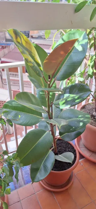 Ficus Elástica Planta Grande Interior-Exterior