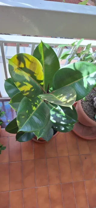 Ficus Elástica Planta Grande Interior-Exterior