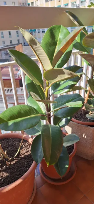 Ficus Elástica Planta Grande Interior-Exterior