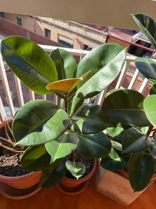 Ficus Elástica Planta Grande Interior-Exterior