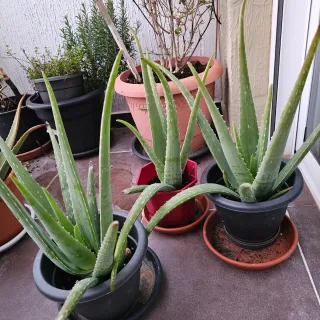 Plantas de Aloe Vera