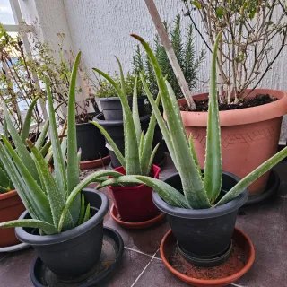 Plantas de Aloe Vera