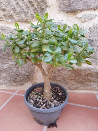 Planta Jade Suculenta