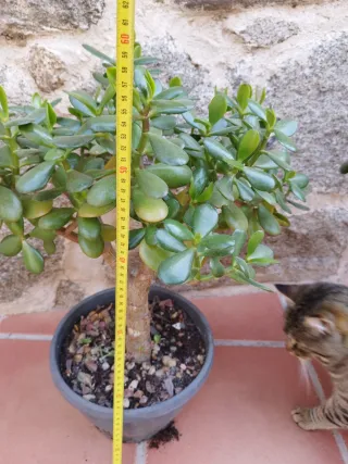 Planta Jade Suculenta