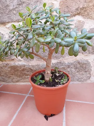 Planta Jade Suculenta