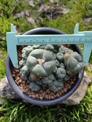 Cactus de colección L. caespitosa.