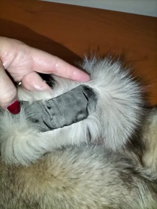 Stole vera pelliccia