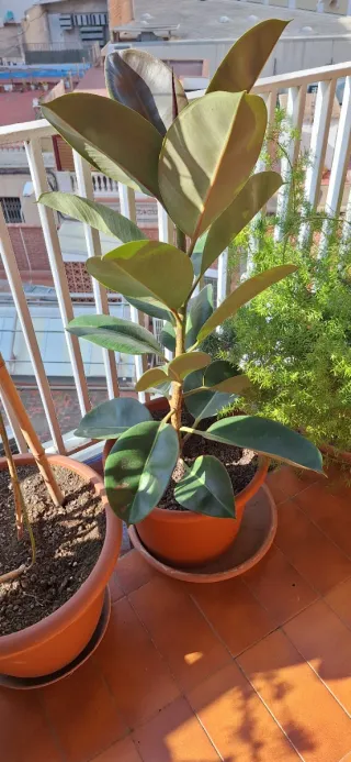 Ficus Elástica Planta Grande