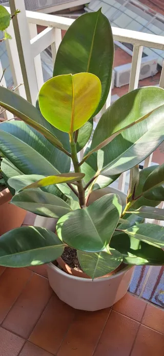 Ficus Elástica Planta