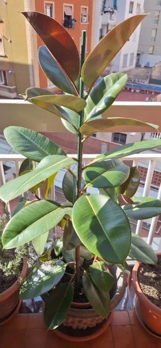 Ficus Elástica Planta Grande