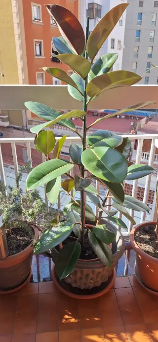 Ficus Elástica Planta Grande
