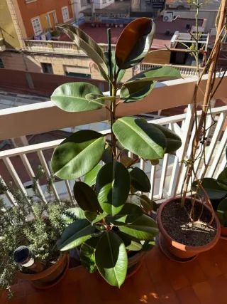 Ficus Elástica Planta Grande