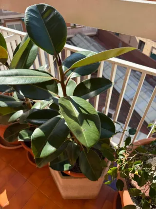 Ficus Elástica Planta Interior