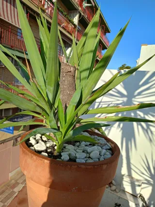 Planta Yuca en Maceta