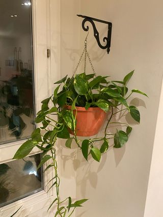 Planta Potos Colgante Interior