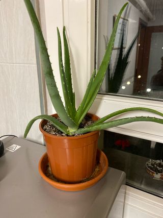 Planta Aloe Vera en Maceta